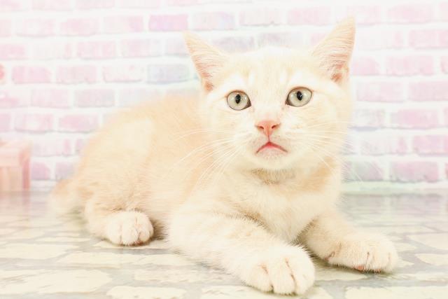 群馬県のミヌエット (Coo&RIKUDCM館林店/2026年4月7日生まれ/男の子/クリームタビー)の子猫の3枚目の画像