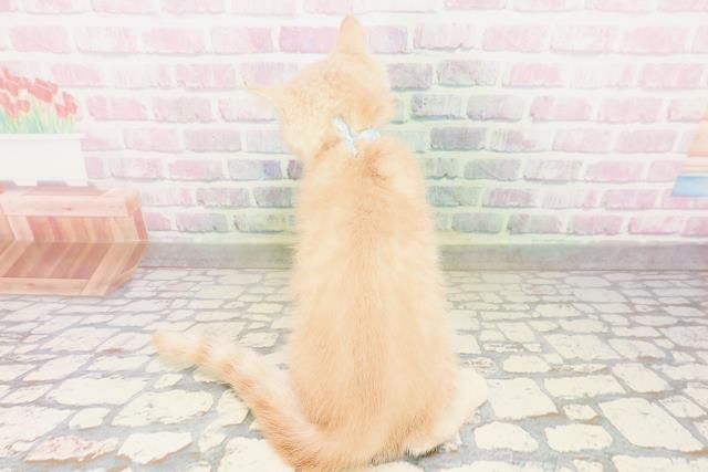 群馬県のミヌエット (Coo&RIKUDCM館林店/2026年4月7日生まれ/男の子/クリームタビー)の子猫の4枚目の画像