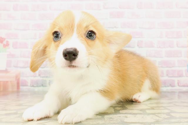 新潟県のウェルシュコーギーペンブローク (Coo&RIKU新潟西店/2026年4月19日生まれ/男の子/レッドホワイト)の子犬の2枚目の画像