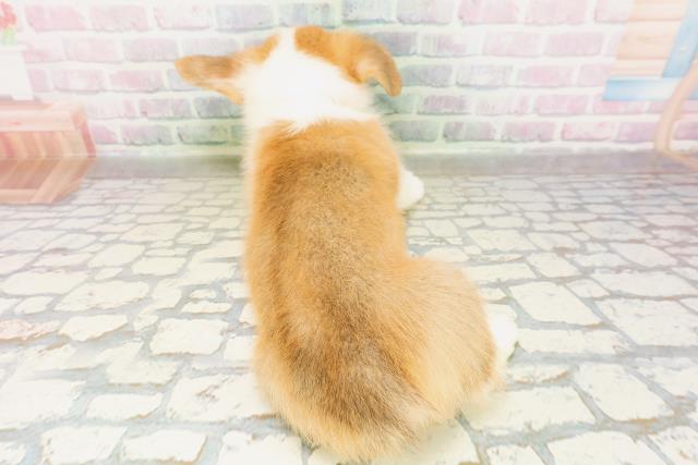 埼玉県のウェルシュコーギーペンブローク (Coo&RIKU熊谷ニットーモール店/2026年4月19日生まれ/女の子/レッドホワイト)の子犬の4枚目の画像