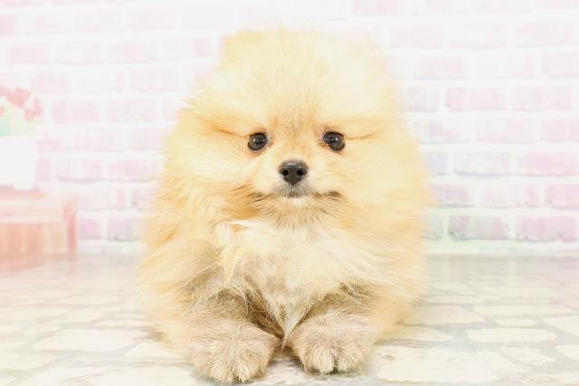 茨城県のポメラニアン (Coo&RIKUMEGAドン・キホーテ勝田店/2026年4月19日生まれ/女の子/オレンジ)の子犬