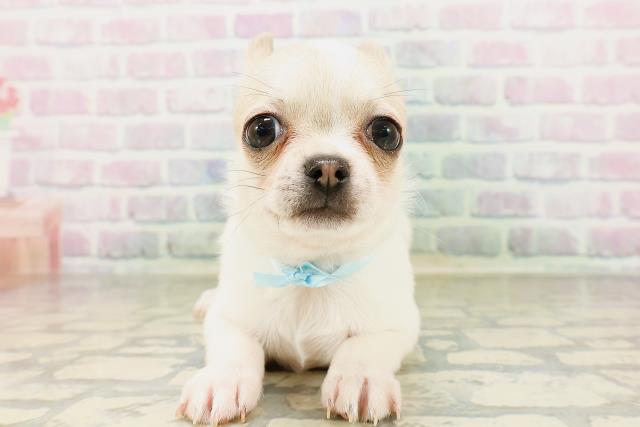 東京都のチワワ(スムース) (Coo&RIKU下北沢店/2026年4月15日生まれ/男の子/ホワイトレッド)の子犬の1枚目の画像