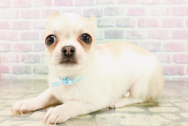 東京都のチワワ(スムース) (Coo&RIKU下北沢店/2026年4月15日生まれ/男の子/ホワイトレッド)の子犬の2枚目の画像