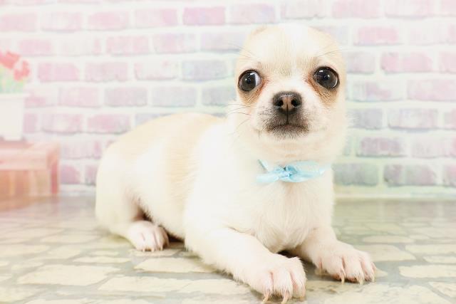 東京都のチワワ(スムース) (Coo&RIKU下北沢店/2026年4月15日生まれ/男の子/ホワイトレッド)の子犬の3枚目の画像