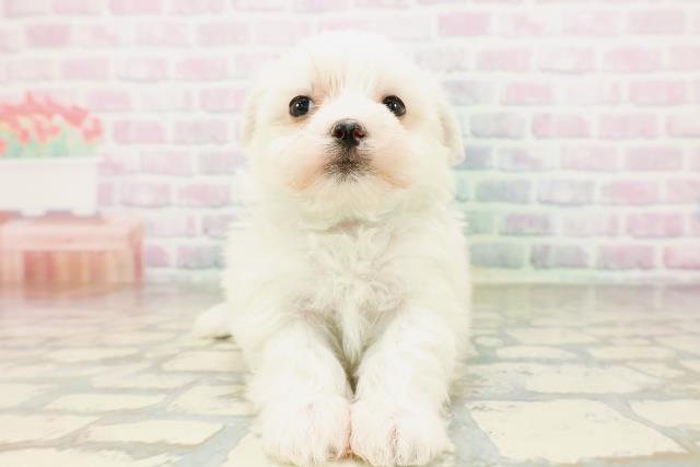 埼玉県のマルチーズ (Coo&RIKU川口戸塚店/2026年4月14日生まれ/男の子/ホワイト)の子犬の1枚目の画像