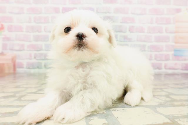 埼玉県のマルチーズ (Coo&RIKU川口戸塚店/2026年4月14日生まれ/男の子/ホワイト)の子犬の2枚目の画像