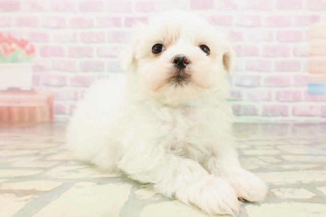 埼玉県のマルチーズ (Coo&RIKU川口戸塚店/2026年4月14日生まれ/男の子/ホワイト)の子犬の3枚目の画像