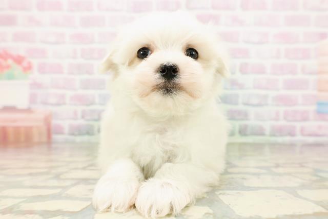 埼玉県のマルチーズ (Coo&RIKU桶川店/2026年4月14日生まれ/男の子/ホワイト)の子犬の1枚目の画像
