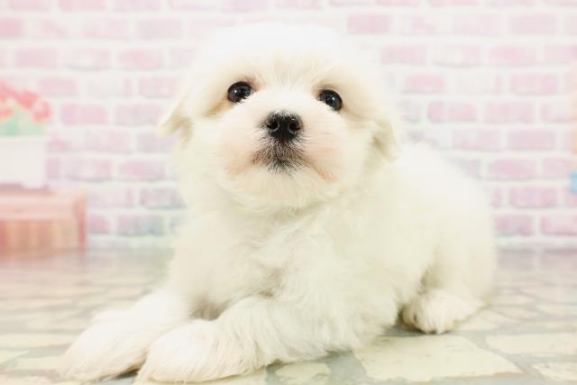 埼玉県のマルチーズ (Coo&RIKU桶川店/2026年4月14日生まれ/男の子/ホワイト)の子犬の2枚目の画像
