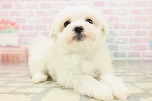 埼玉県のマルチーズ (Coo&RIKU桶川店/2026年4月14日生まれ/男の子/ホワイト)の子犬の3枚目の画像
