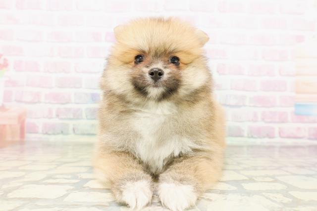 茨城県のポメラニアン (Coo&RIKU牛久店/2026年4月20日生まれ/男の子/オレンジ)の子犬