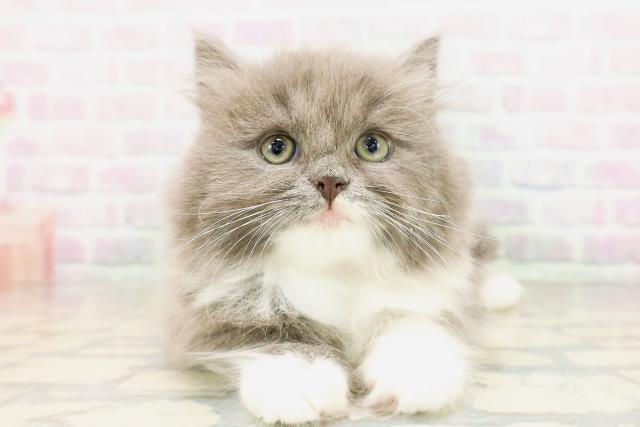 福井県のサイベリアン (Coo&RIKU福井店/2026年4月18日生まれ/女の子/ブルーホワイト)の子猫の1枚目の画像
