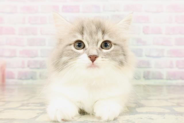 兵庫県のサイベリアン (Coo&RIKU尼崎店/2026年4月18日生まれ/女の子/ダイリュートキャリコ)の子猫の1枚目の画像