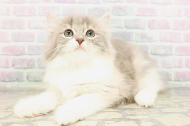 兵庫県のサイベリアン (Coo&RIKU尼崎店/2026年4月18日生まれ/女の子/ダイリュートキャリコ)の子猫の2枚目の画像