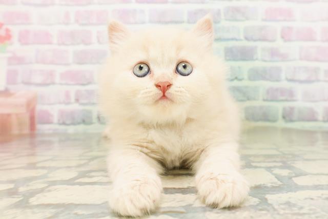 東京都のブリティッシュロングヘアー (Coo&RIKU赤坂店/2026年4月16日生まれ/男の子/クリーム)の子猫の1枚目の画像