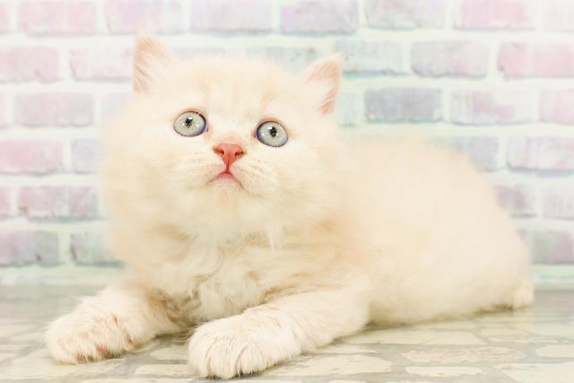東京都のブリティッシュロングヘアー (Coo&RIKU赤坂店/2026年4月16日生まれ/男の子/クリーム)の子猫の2枚目の画像