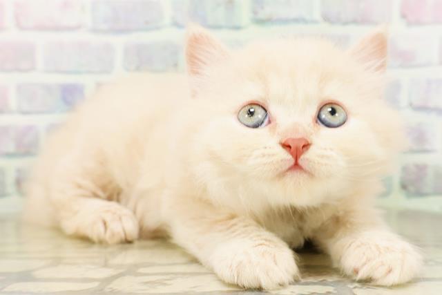 東京都のブリティッシュロングヘアー (Coo&RIKU赤坂店/2026年4月16日生まれ/男の子/クリーム)の子猫の3枚目の画像