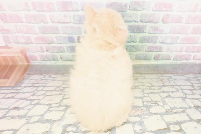 東京都のブリティッシュロングヘアー (Coo&RIKU赤坂店/2026年4月16日生まれ/男の子/クリーム)の子猫の4枚目の画像