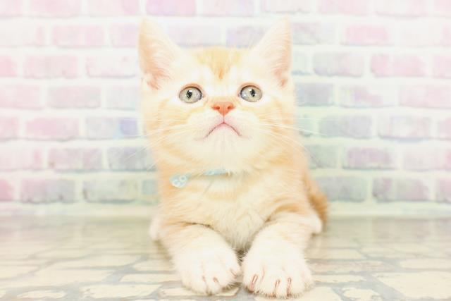 兵庫県のマンチカン (Coo&RIKU尼崎店/2026年4月12日生まれ/男の子/レッドタビー)の子猫の1枚目の画像