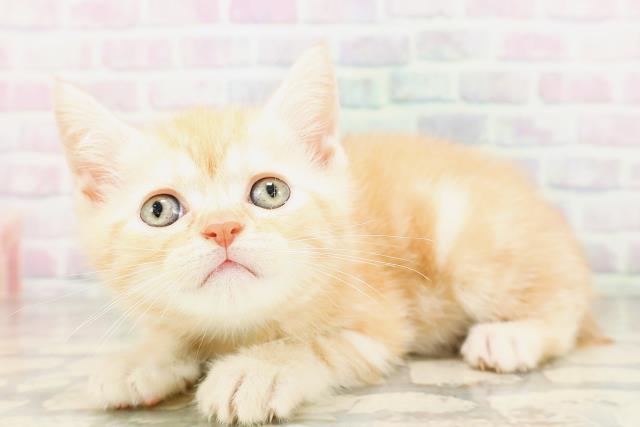 兵庫県のマンチカン (Coo&RIKU尼崎店/2026年4月12日生まれ/男の子/レッドタビー)の子猫の2枚目の画像