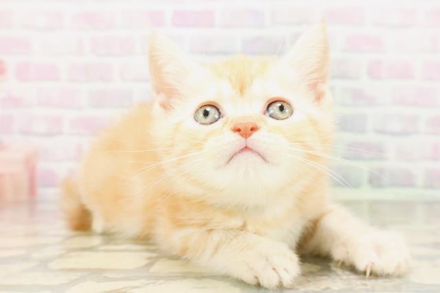 兵庫県のマンチカン (Coo&RIKU尼崎店/2026年4月12日生まれ/男の子/レッドタビー)の子猫の3枚目の画像