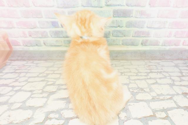 兵庫県のマンチカン (Coo&RIKU尼崎店/2026年4月12日生まれ/男の子/レッドタビー)の子猫の4枚目の画像