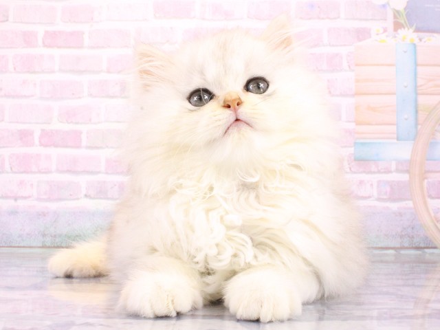 兵庫県のミヌエット (Coo&RIKU姫路店/2026年4月6日生まれ/男の子/ホワイトクリーム)の子猫の1枚目の画像