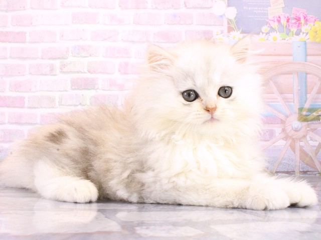 兵庫県のミヌエット (Coo&RIKU姫路店/2026年4月6日生まれ/男の子/ホワイトクリーム)の子猫の2枚目の画像