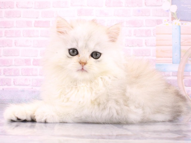 兵庫県のミヌエット (Coo&RIKU姫路店/2026年4月6日生まれ/男の子/ホワイトクリーム)の子猫の3枚目の画像