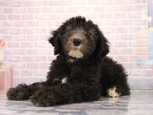 大阪府のシーパドゥードル (Coo&RIKU枚方店/2026年4月16日生まれ/男の子/ブラックホワイト)の子犬の3枚目の画像