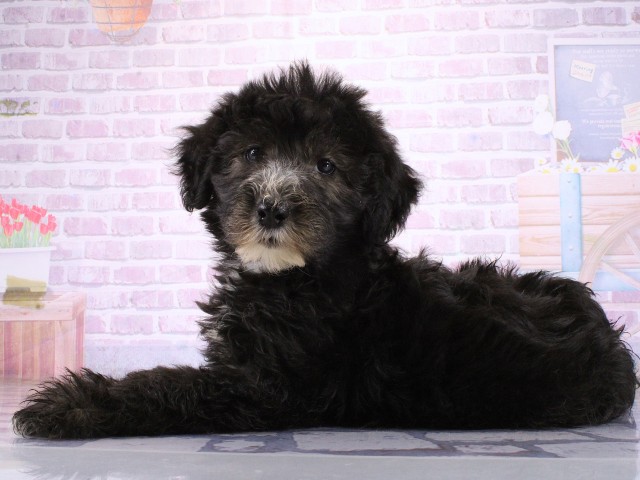 兵庫県のシーパドゥードル (Coo&RIKU丹波店/2026年4月16日生まれ/女の子/ブラックホワイト)の子犬の3枚目の画像