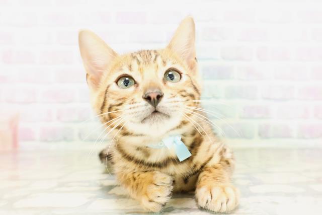 東京都のベンガル (Coo&RIKU赤坂店/2026年4月4日生まれ/男の子/ブラウンスポットタビー)の子猫の1枚目の画像