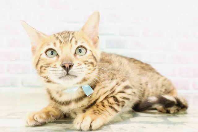 東京都のベンガル (Coo&RIKU赤坂店/2026年4月4日生まれ/男の子/ブラウンスポットタビー)の子猫の2枚目の画像
