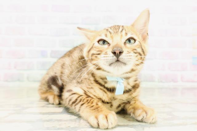 東京都のベンガル (Coo&RIKU赤坂店/2026年4月4日生まれ/男の子/ブラウンスポットタビー)の子猫の3枚目の画像