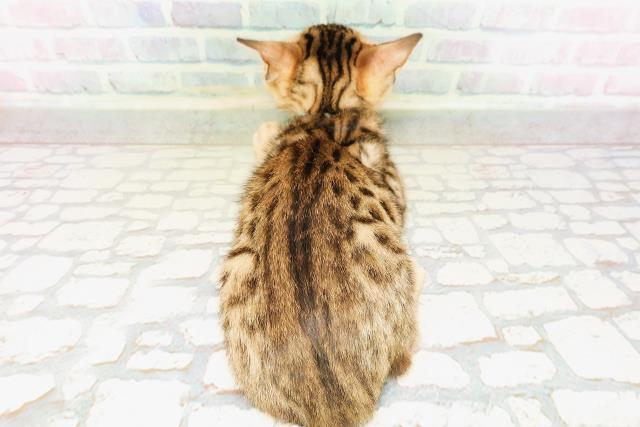 東京都のベンガル (Coo&RIKU赤坂店/2026年4月4日生まれ/男の子/ブラウンスポットタビー)の子猫の4枚目の画像