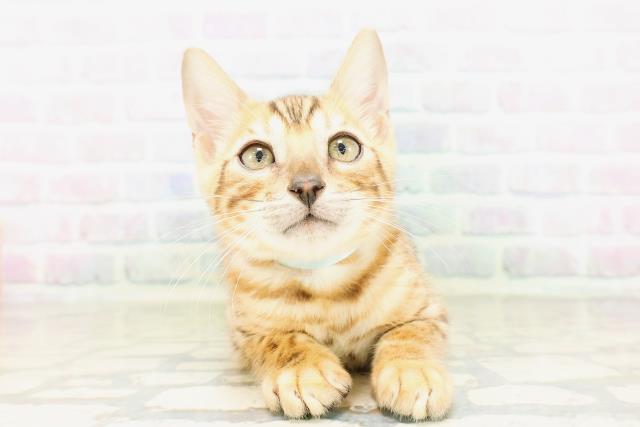 大阪府のベンガル (Coo&RIKU松原店/2026年4月4日生まれ/男の子/ブラウンスポットタビー)の子猫の1枚目の画像