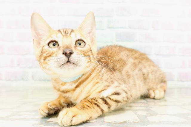 大阪府のベンガル (Coo&RIKU松原店/2026年4月4日生まれ/男の子/ブラウンスポットタビー)の子猫の2枚目の画像