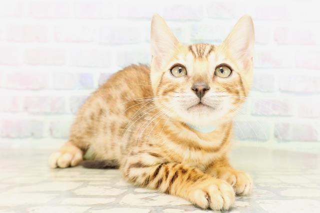 大阪府のベンガル (Coo&RIKU松原店/2026年4月4日生まれ/男の子/ブラウンスポットタビー)の子猫の3枚目の画像