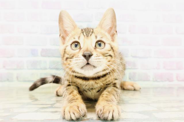 東京都のベンガル (Coo&RIKU新宿三丁目店/2026年4月4日生まれ/女の子/ブラウンスポットタビー)の子猫の1枚目の画像