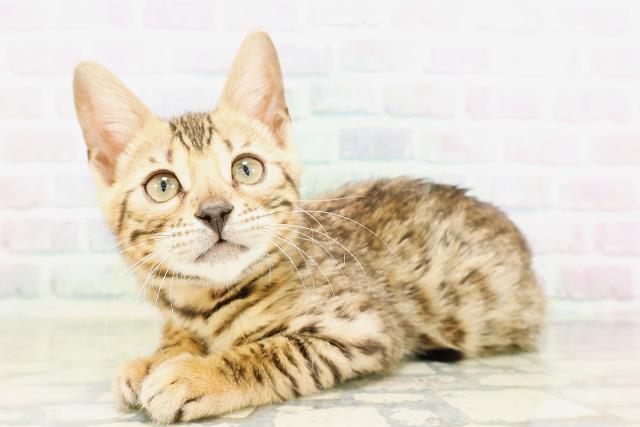 東京都のベンガル (Coo&RIKU新宿三丁目店/2026年4月4日生まれ/女の子/ブラウンスポットタビー)の子猫の2枚目の画像