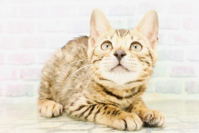 東京都のベンガル (Coo&RIKU新宿三丁目店/2026年4月4日生まれ/女の子/ブラウンスポットタビー)の子猫の3枚目の画像