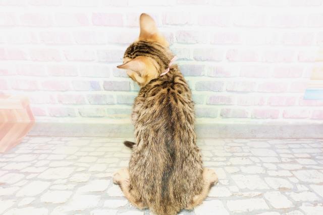 東京都のベンガル (Coo&RIKU新宿三丁目店/2026年4月4日生まれ/女の子/ブラウンスポットタビー)の子猫の4枚目の画像