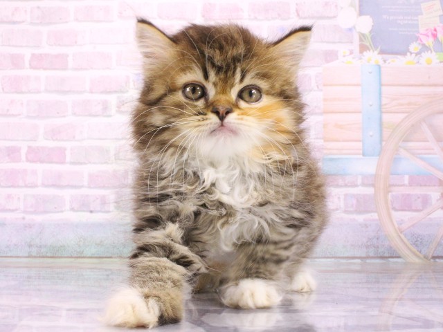 兵庫県のラガマフィン (Coo&RIKU尼崎店/2026年4月18日生まれ/女の子/ブラウンパッチドタビーホワイト)の子猫の1枚目の画像