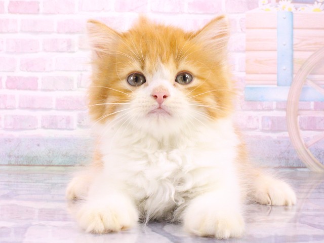 大阪府のラガマフィン (Coo&RIKU松原店/2026年4月18日生まれ/男の子/レッドタビーホワイト)の子猫の1枚目の画像