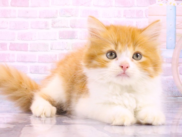 大阪府のラガマフィン (Coo&RIKU松原店/2026年4月18日生まれ/男の子/レッドタビーホワイト)の子猫の2枚目の画像