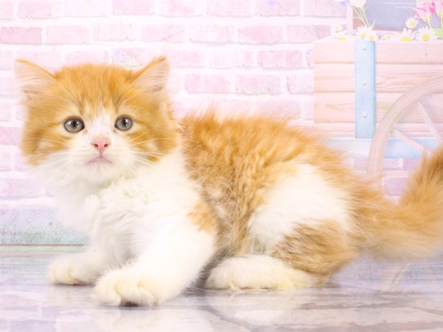 大阪府のラガマフィン (Coo&RIKU松原店/2026年4月18日生まれ/男の子/レッドタビーホワイト)の子猫の3枚目の画像