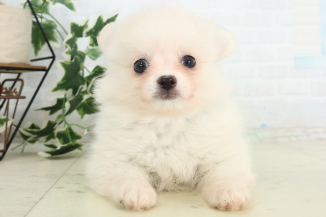 MIX(ハーフ)