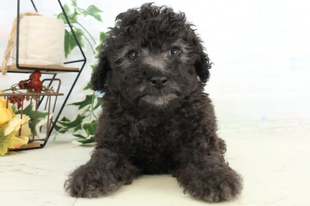 福岡県のトイプードル(トイ) (Coo&RIKU黒崎店/2026年4月19日生まれ/男の子/シルバー)の子犬