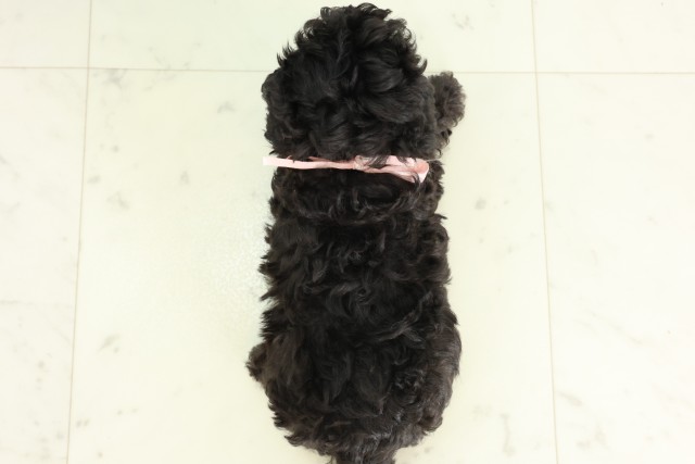 佐賀県のトイプードル(トイ) (Coo&RIKU佐賀神埼店/2026年4月19日生まれ/女の子/シルバー)の子犬の4枚目の画像