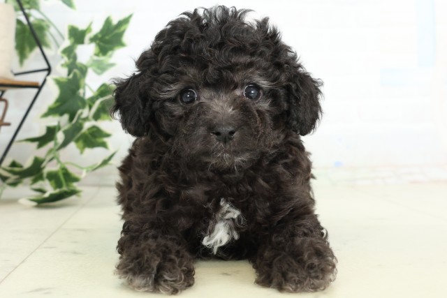 福岡県のトイプードル(トイ) (Coo&RIKU大牟田店/2026年4月19日生まれ/女の子/シルバー)の子犬